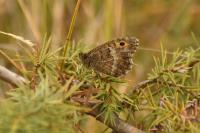 Arethusana arethusa