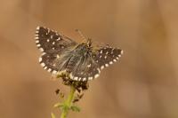 Pyrgus malvae / Pyrgus malvoides