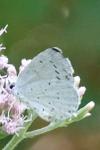Celastrina argiolus