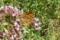 Issoria lathonia