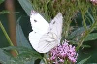 Pieris napi