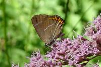 Satyrium w-album
