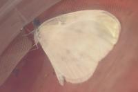 Leptidea sinapis