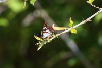 Limenitis reducta