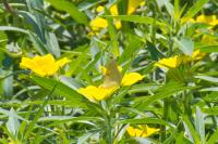 Colias crocea