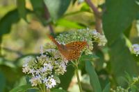 Argynnis paphia