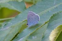 Celastrina argiolus