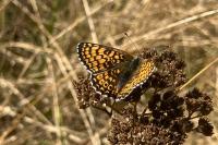 Melitaea cinxia