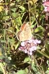 Aricia agestis