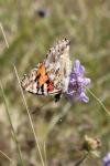 Vanessa cardui
