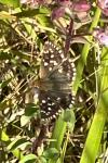 Pyrgus malvae / Pyrgus malvoides