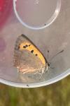 Lycaena phlaeas