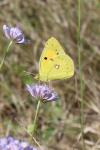 Colias crocea