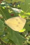 Pieris rapae