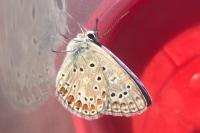 Polyommatus icarus