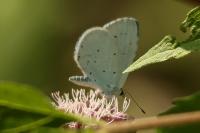 Celastrina argiolus