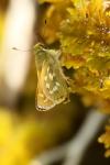 Hesperia comma