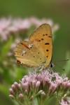 Lycaena virgaureae