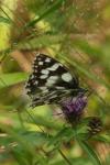 Melanargia galathea