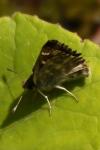 Muschampia floccifera