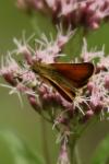 Thymelicus lineola