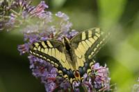 Papilio machaon