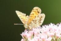 Melitaea athalia / Melitaea celadussa