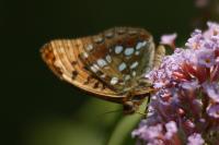 Fabriciana adippe