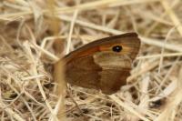 Maniola jurtina