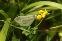 Leptidea sinapis