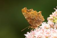 Polygonia c-album