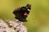 Vanessa atalanta