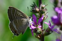 Lampides boeticus