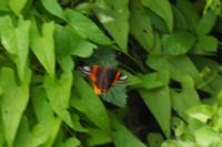 Vanessa atalanta