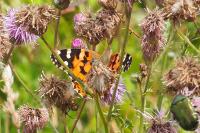 Vanessa cardui