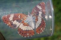 Limenitis camilla