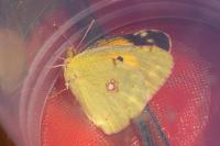 Colias crocea