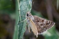 Erynnis tages