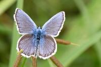Plebejus argus