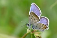 Plebejus argus