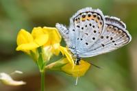 Plebejus argus