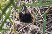 Melitaea cinxia