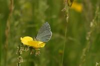Celastrina argiolus
