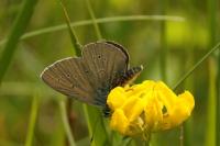 Cyaniris semiargus