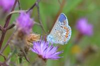 Polyommatus eros