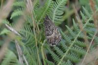 Arethusana boabdil dentata