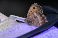 Arethusana arethusa