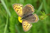 Lycaena tityrus