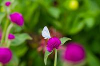 Celastrina argiolus