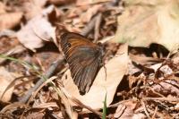 Maniola jurtina